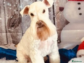 Miniature Schnauzer dogs PROVEN KC TOY MINATURE SCHNAUZER FOR STUD in Dudley - Advert 9