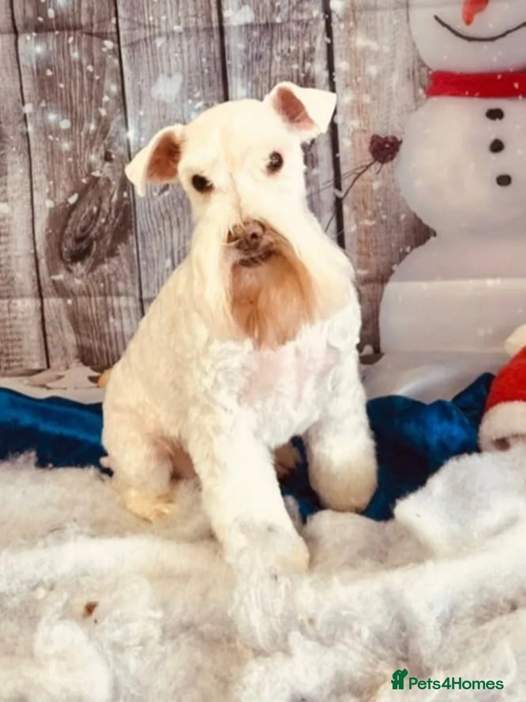 Miniature Schnauzer dogs for stud: PROVEN KC TOY MINATURE SCHNAUZER  FOR STUD    in Dudley - Advert 2