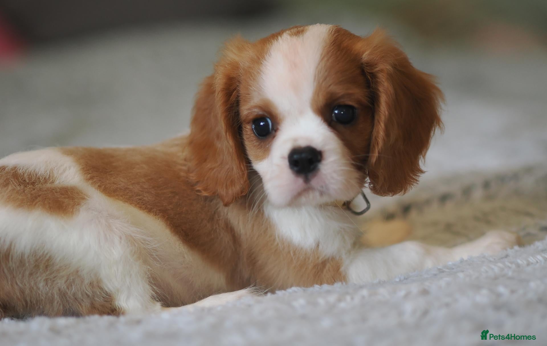 Cavalier King Charles Spaniel dogs KC Health Tested Cavalier King Charles Spaniel Pup - Advert 2