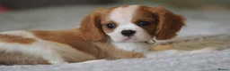 Cavalier King Charles Spaniel dogs for sale: KC Health Tested Cavalier King Charles Spaniel Pup - Advert 3