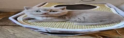 British Shorthair cats for sale: Stunning Lilac British Shorthair x Scottish Fold - Advert 12