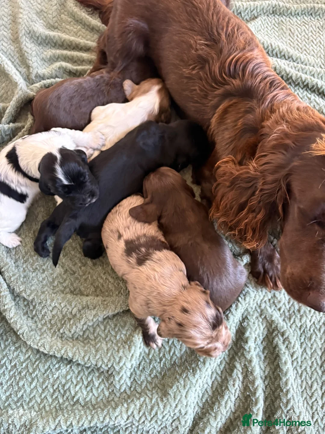 Cocker Spaniel dogs for sale: Cocker spaniel puppies  - Advert 31