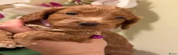 Cockapoo dogs for sale: ⚜️🌸Lady Whistledown  F1 Premium Cockapoos🌸⚜️ - Advert 21