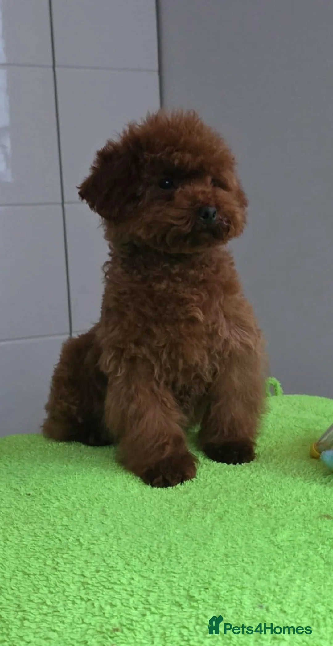 Maltipoo dogs for sale: 6-Month-Old Maltipoo Puppies – Male & Female - Advert 13