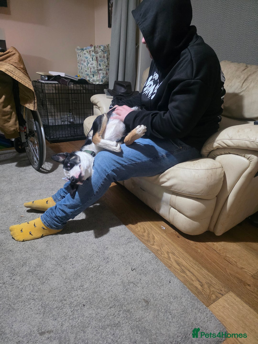 Border Collie dogs for sale: Border Collie Tri Colour - Advert 15