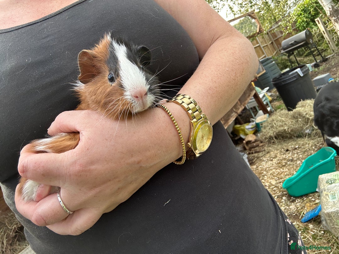 Guinea Pig rodents for sale: Baby Guinea Pigs ready now - Image 5