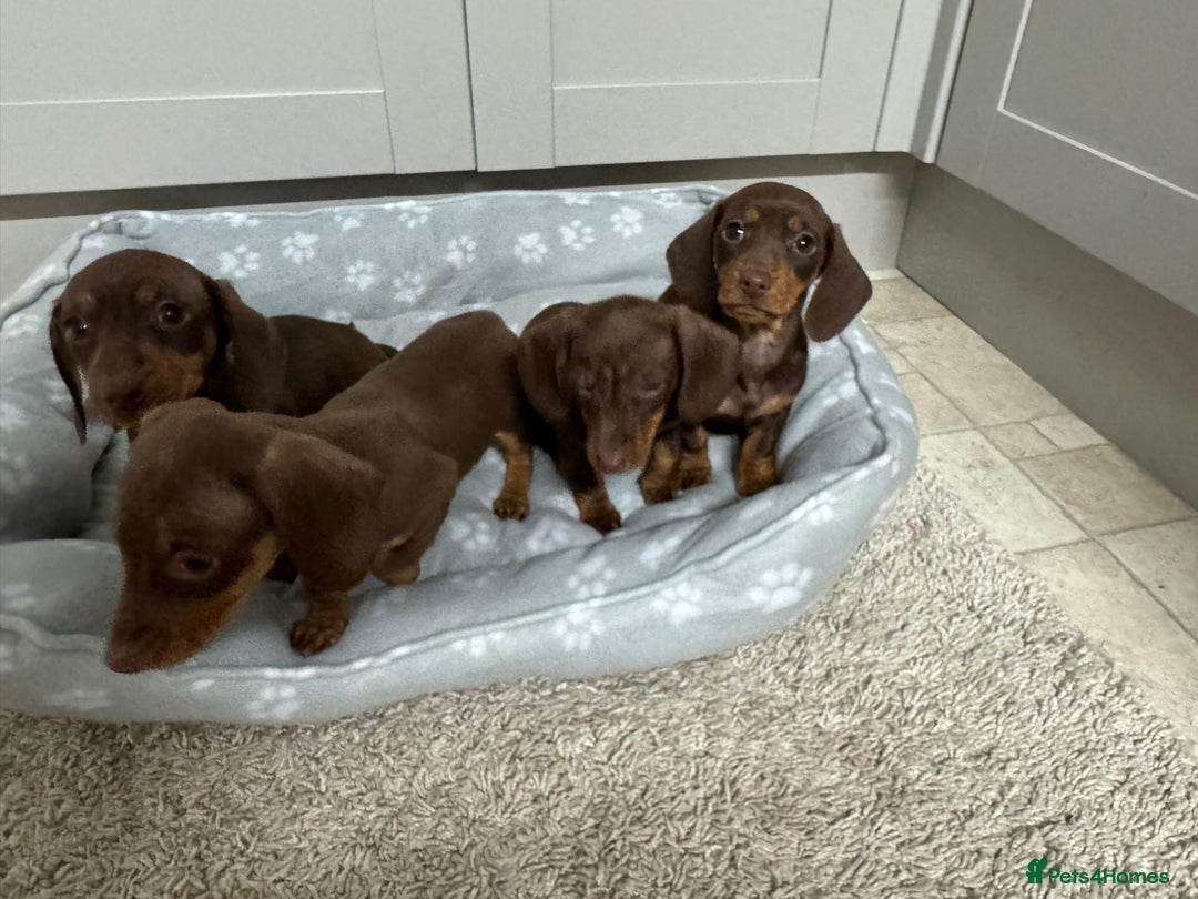 Dachshund dogs for sale: Dachshund puppies - Advert 6