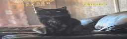 Maine Coon cats for sale: Amazing mainecoon kittens - Advert 9