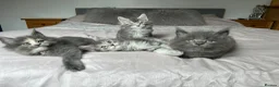 Maine Coon cats for sale: GCCF Blue and Silver Registered Maine Coon Kittens - Advert 19