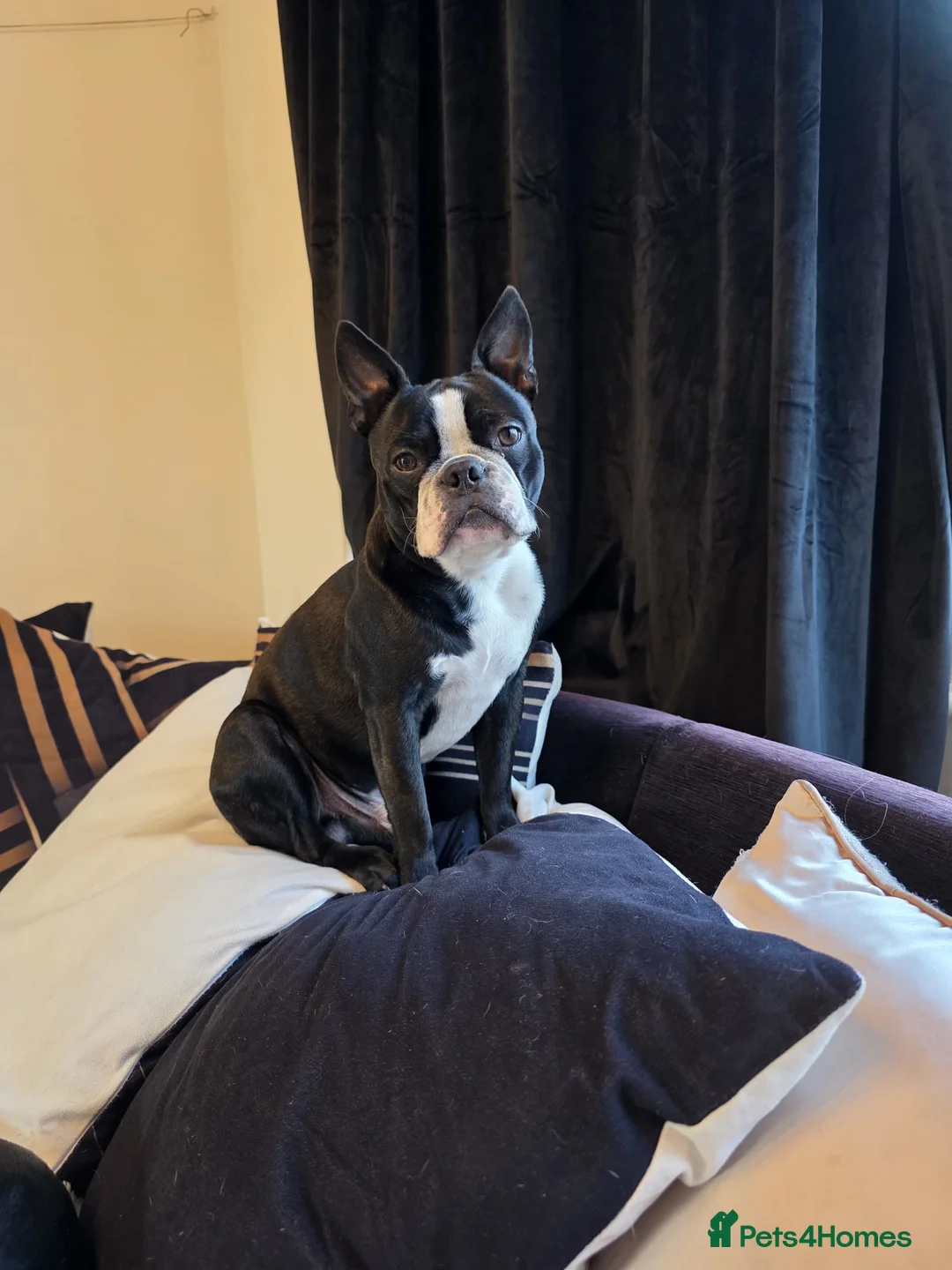Boston Terrier dogs for stud: Two Boston boys available for stud in Nottingham - Advert 2