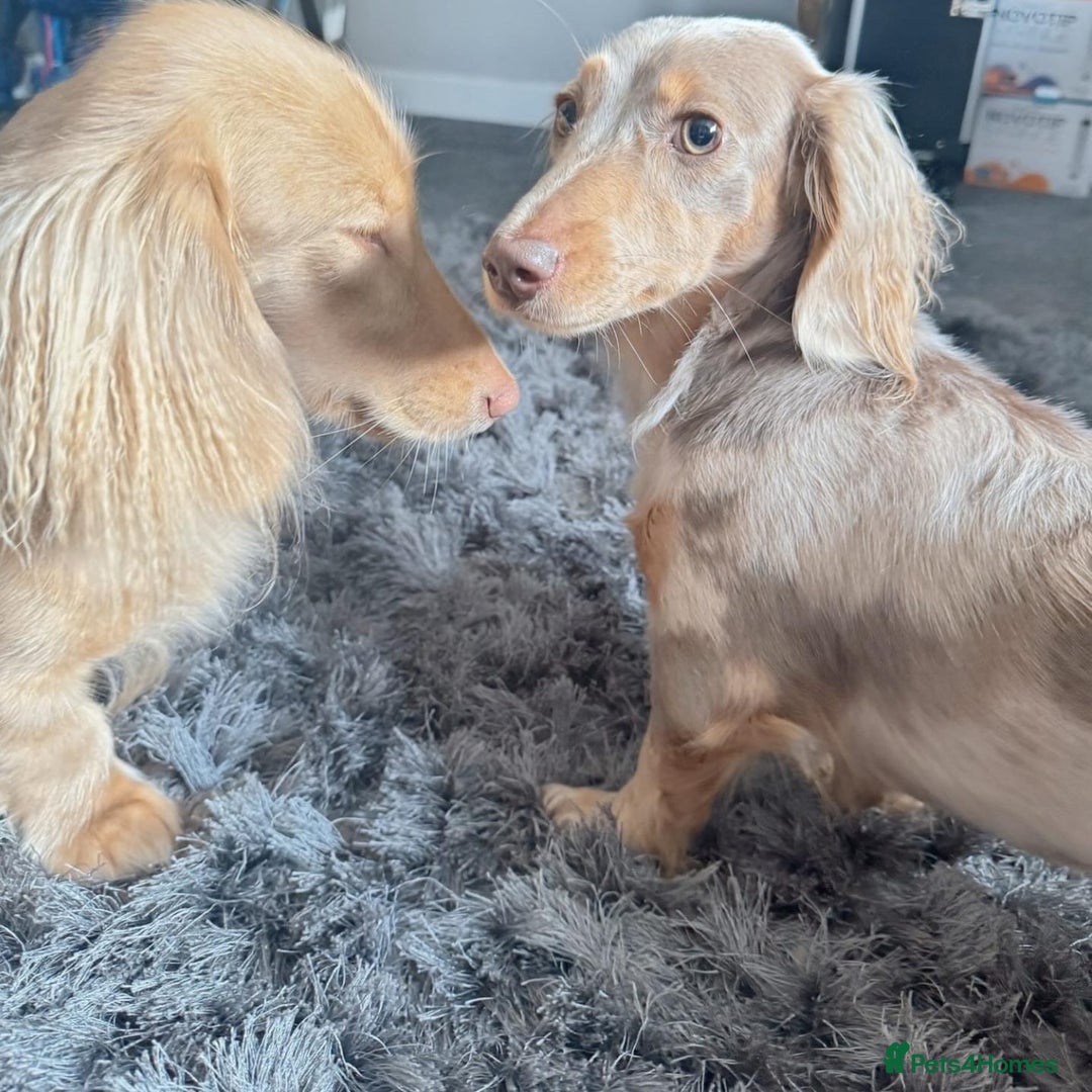 Miniature Dachshund dogs for sale: BEAUTIFUL CREAM LONG HAIR WITH ALL DNA - Advert 13