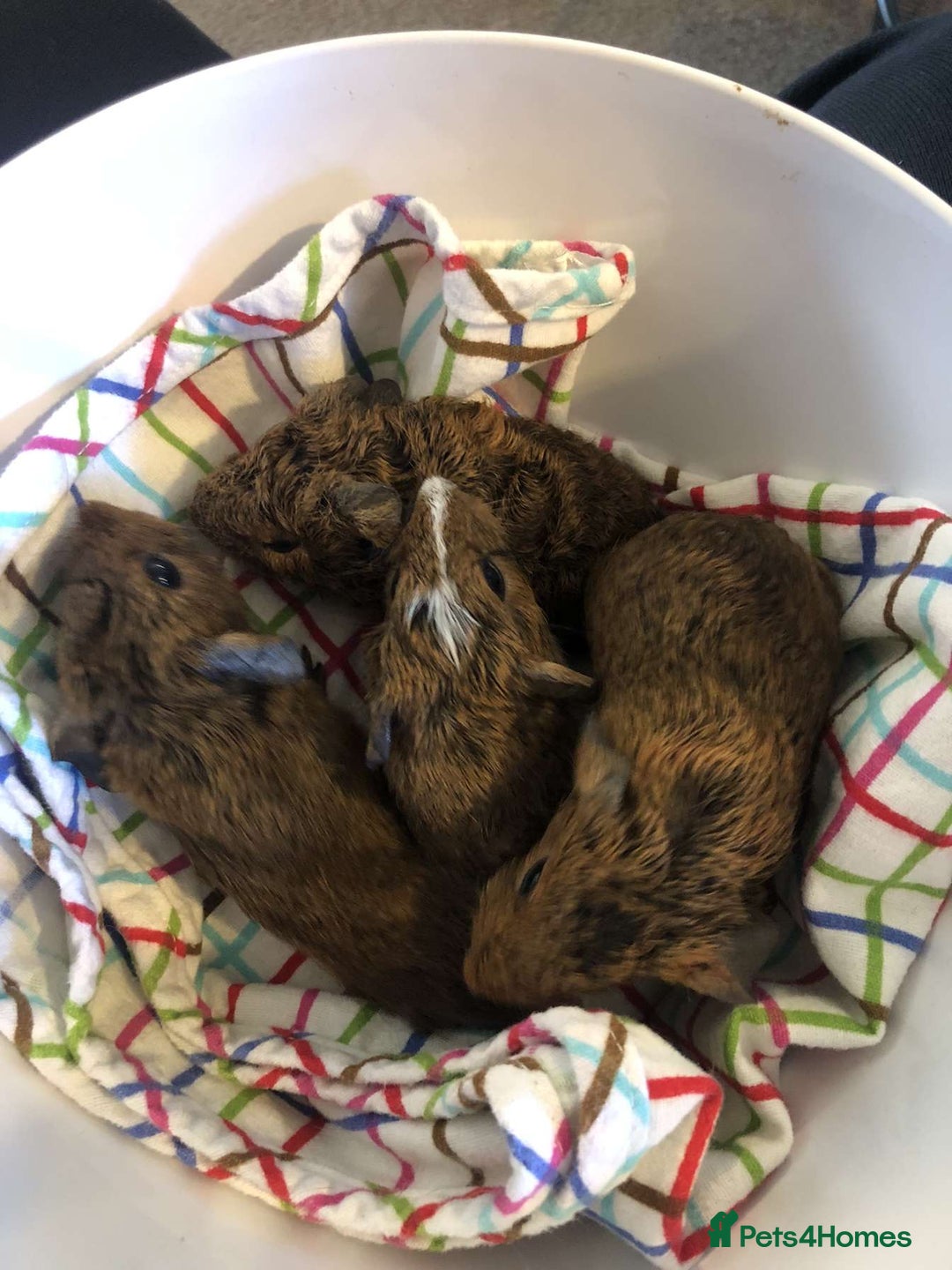 Guinea Pig rodents for sale: two male guinea pigs  - Advert 1