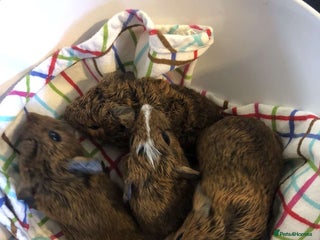 Guinea Pig rodents two male guinea pigs - Advert 1