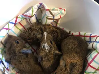 Guinea Pig rodents male guinea pig - Advert 2