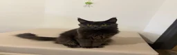 Maine Coon cats for sale: Pedigree GCCF Russian Kazakhstan import line - Advert 6