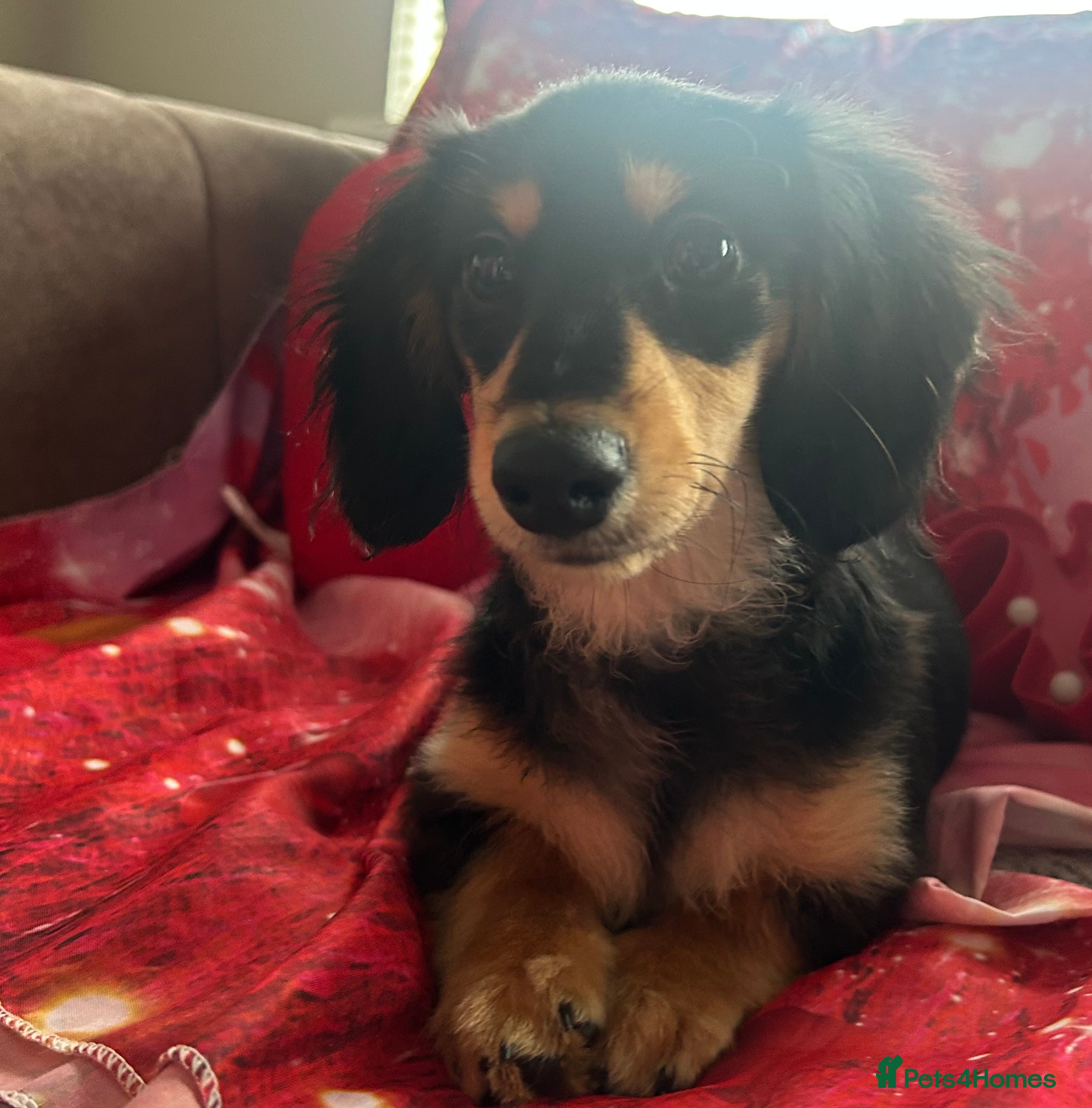 Miniature Dachshund dogs KC Reg Miniature Long Hair Dachshund  - Advert 18