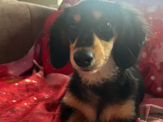 Miniature Dachshund dogs KC Reg Miniature Long Hair Dachshund - Advert 18