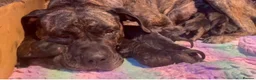 Presa Canario dogs for sale: Presa Canario puppies .  - Advert 8