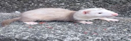 Ferret rodents for sale: Part Angora hob ferret new pic and video added - Advert 8