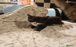 Mixed Breed cats for sale: Four adorable kittens - Image 3