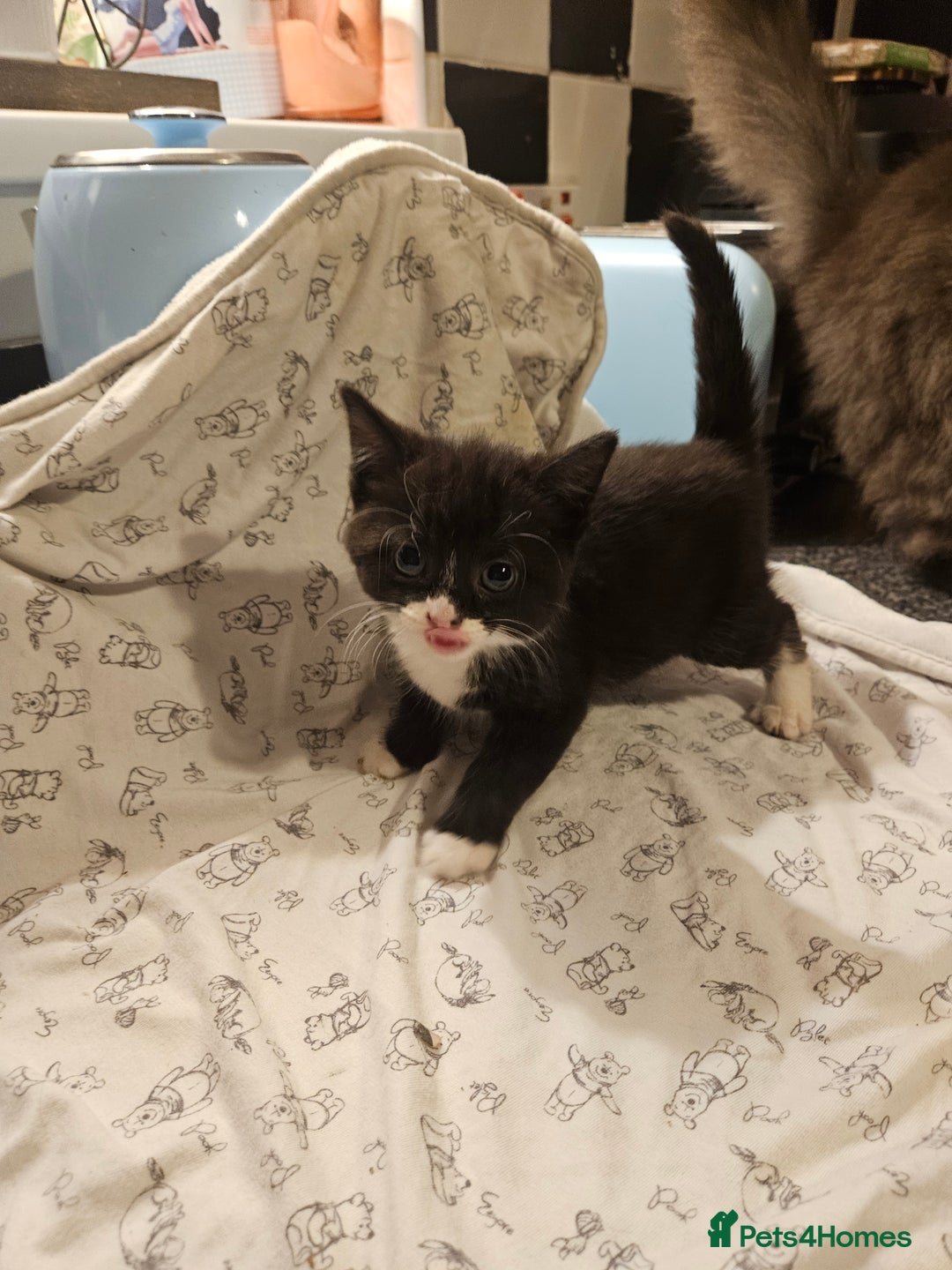 Mixed Breed cats for sale: Four adorable kittens - Image 3