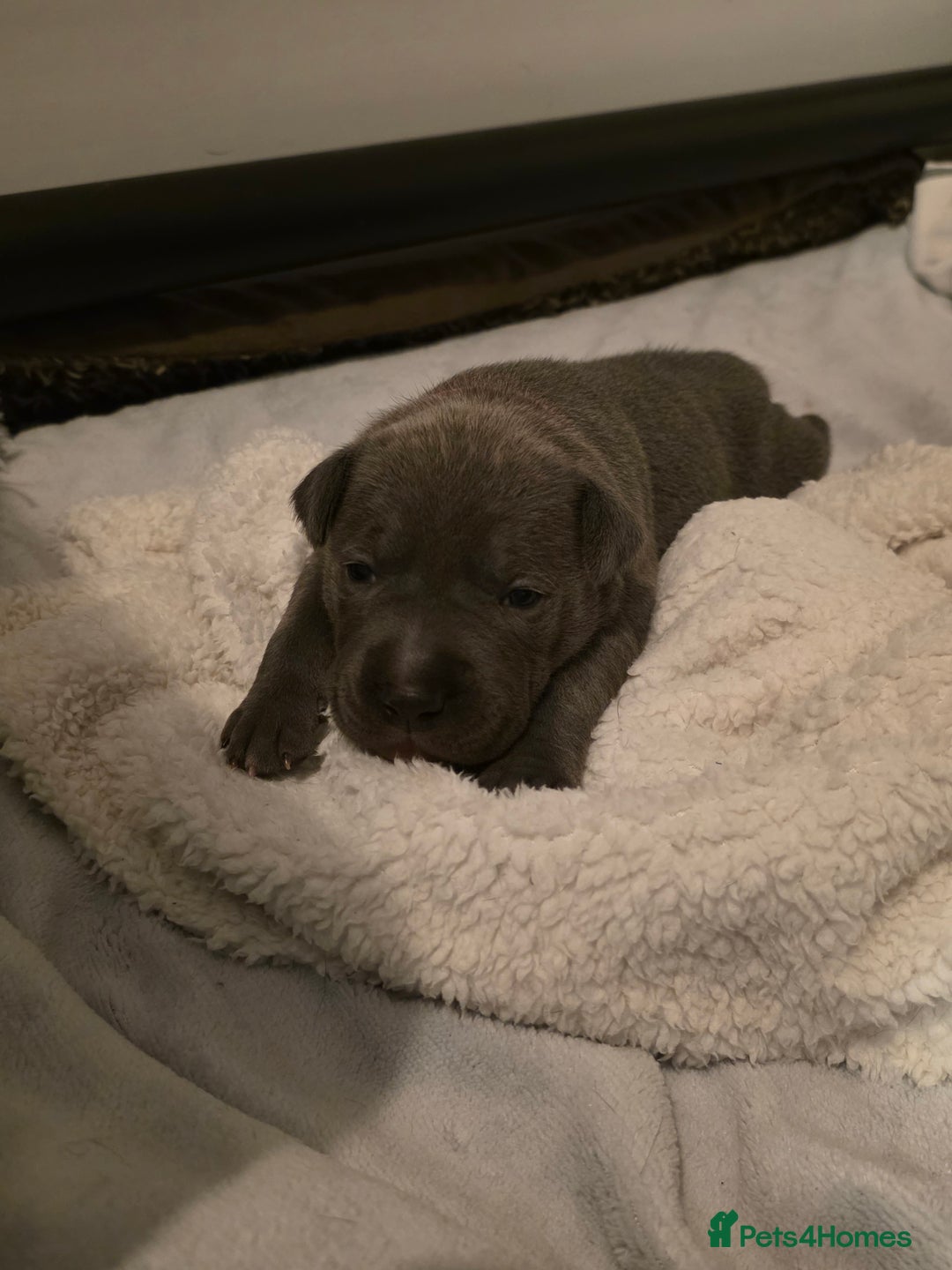 Staffordshire Bull Terrier dogs for sale: Staffordshire Bull Terrier Puppies - Image 18