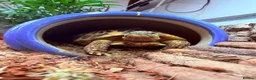 Tortoise reptiles for sale: Two Hermann’s tortoises free to a responsible home - Advert 4