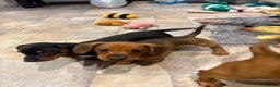 Dachshund dogs for sale: 9 week old 2 female dachshund puppies  - Advert 8