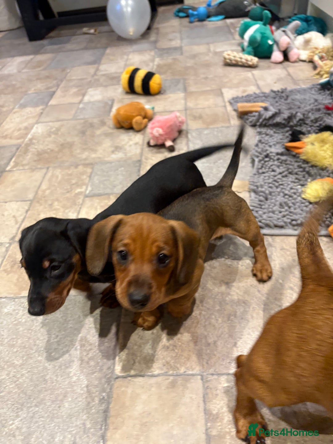Dachshund dogs for sale: 9 week old 2 female dachshund puppies  - Advert 8