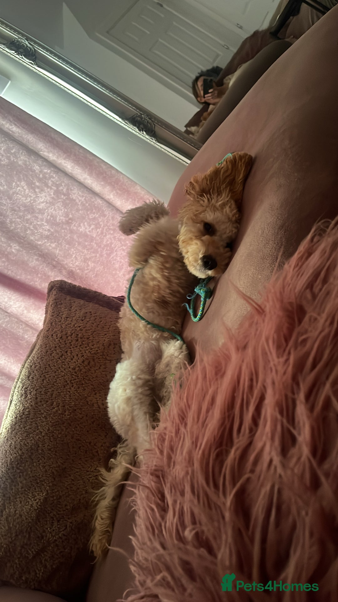 Cockapoo dogs for sale: 7 month old cockapoo girl Daisy  - Image 6