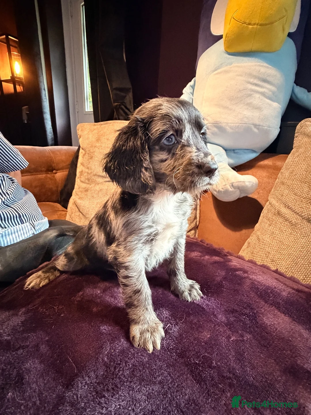 Cocker Spaniel dogs for sale: Working cocker spaniel’s ready to leave 09/10 - Advert 2