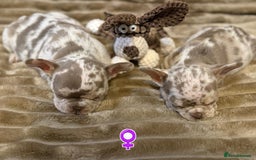 French Bulldog dogs for sale: Rojo and Isabella Merle Pups - Image 8