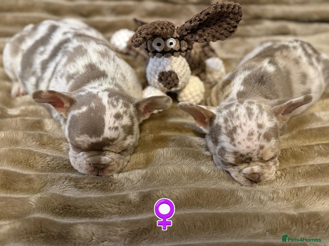 French Bulldog dogs for sale: Rojo and Isabella Merle Pups - Image 8