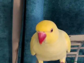 Ringnecks birds Female Lutino Indian Ringneck - Advert 10