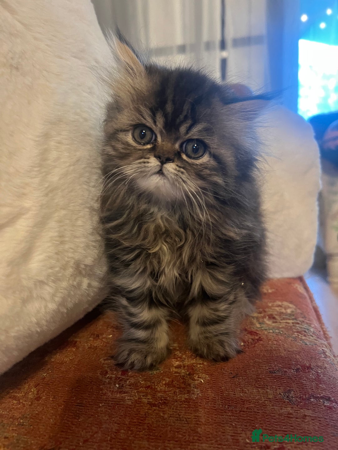 Persian cats for sale: Gorgeous Persian Kittens  - Advert 2