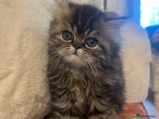 Persian cats Gorgeous Persian Kittens - Advert 1