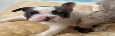 French Bulldog - SPOTTED MERLE 