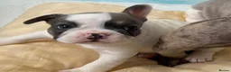 French Bulldog dogs for sale: Merle Piebald French Bulldogs  - Advert 6