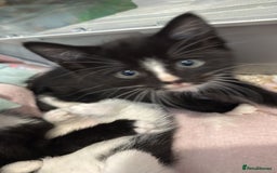 British Longhair cats for sale: British long hair  kittens  - Image 2