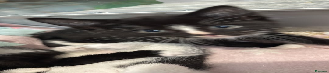 British Longhair Kitten 1