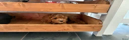 Cavapoo dogs for sale: Beautiful Cavapoo – Looking for a Loving Home - Advert 12
