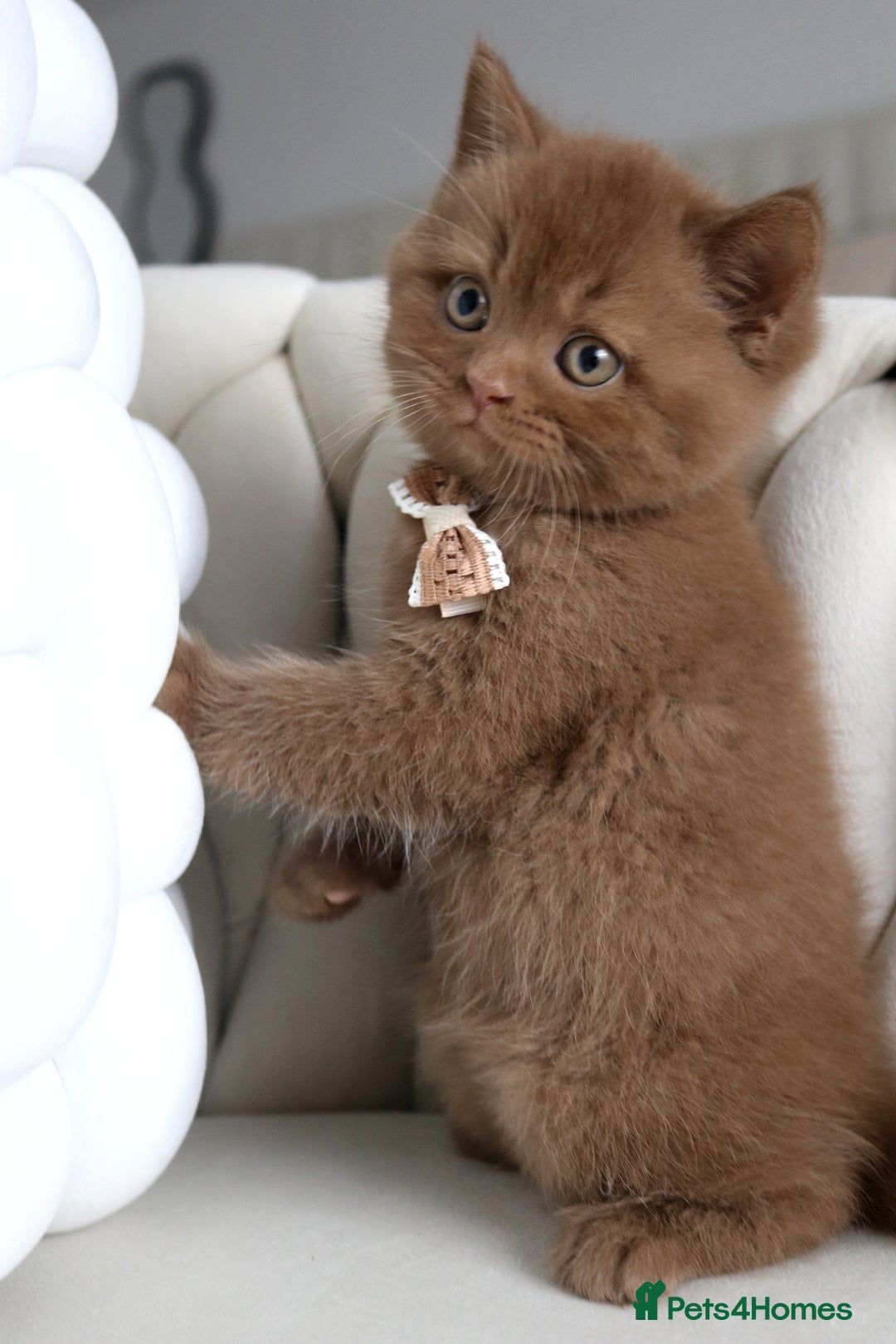British Shorthair cats for sale: ❤️ Beautiful British Shorthair ❤️ - Image 24