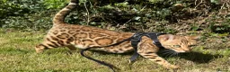 Bengal cats for sale: Stunning TICA registered Bengal kittens - Advert 1
