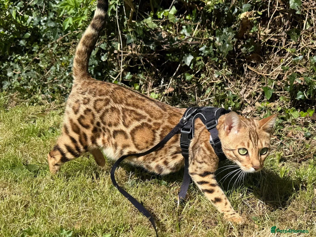 Bengal cats for sale: Stunning TICA registered Bengal kittens - Advert 1