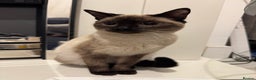 Siamese cats for sale: Siamese kitten 6 months £400 - Advert 4