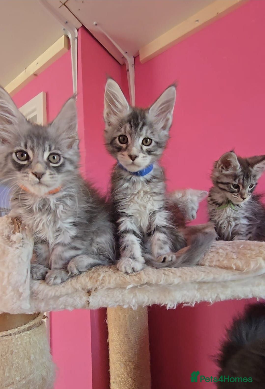 Maine Coon cats 🌟 Stunning Tica Registered Maine Coon Kittens 🌟  - Advert 15