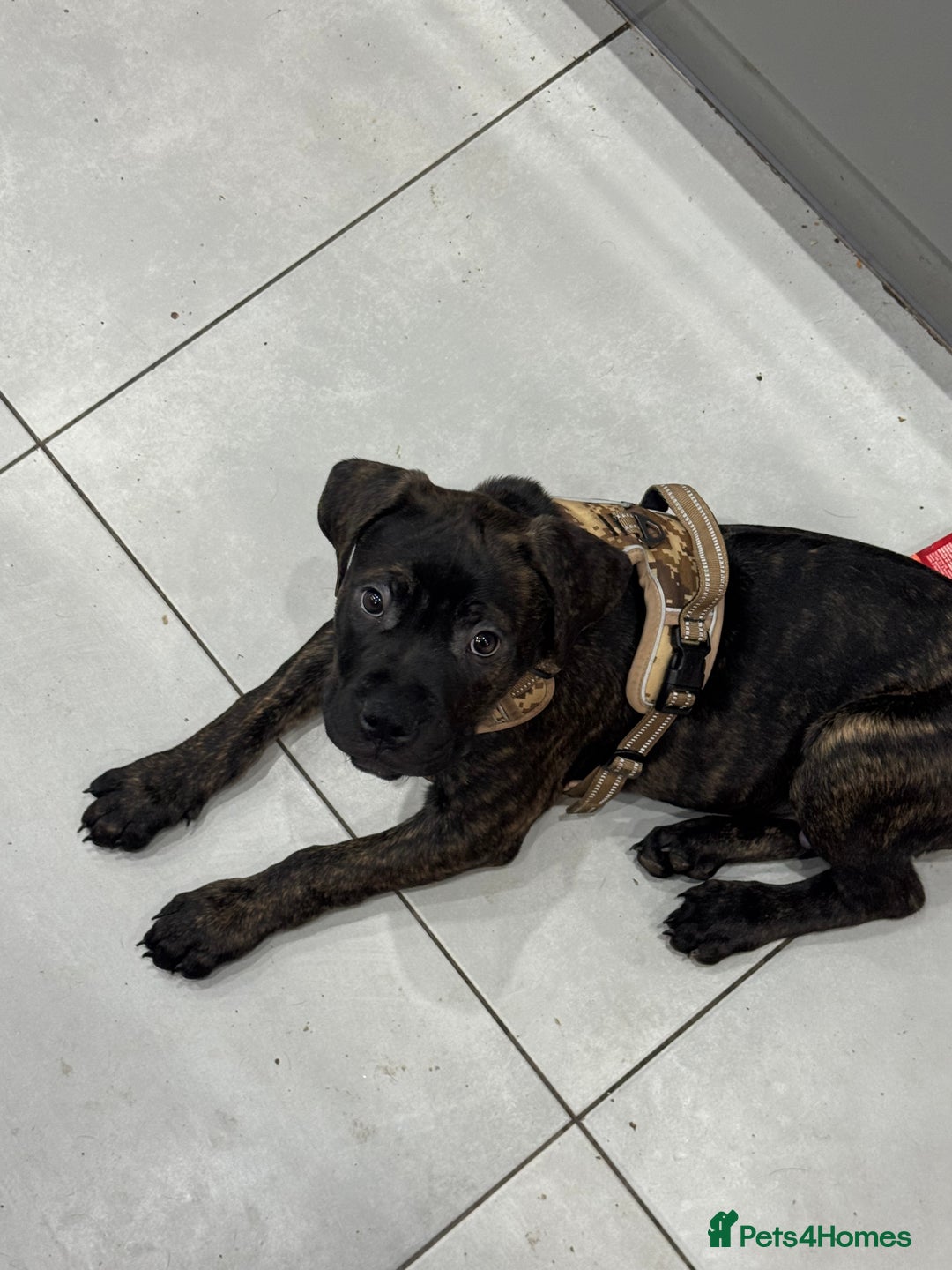 Mixed Breed dogs for sale: 4 month old American Staff x Bullmastiff - Advert 3