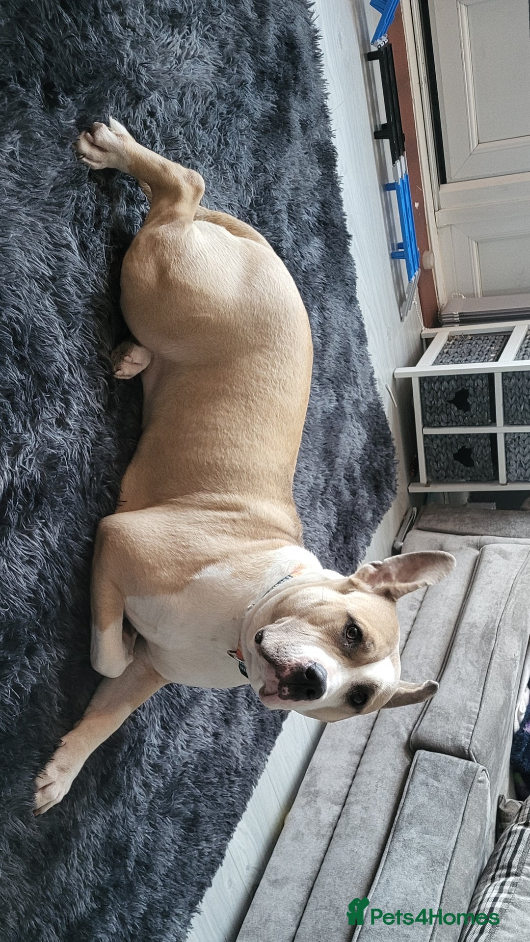 Mixed Breed dogs for sale: Beautiful American bulldog cross - Advert 1