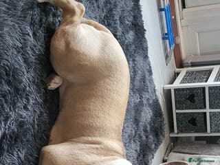 Mixed Breed dogs Beautiful American bulldog cross - Advert 11