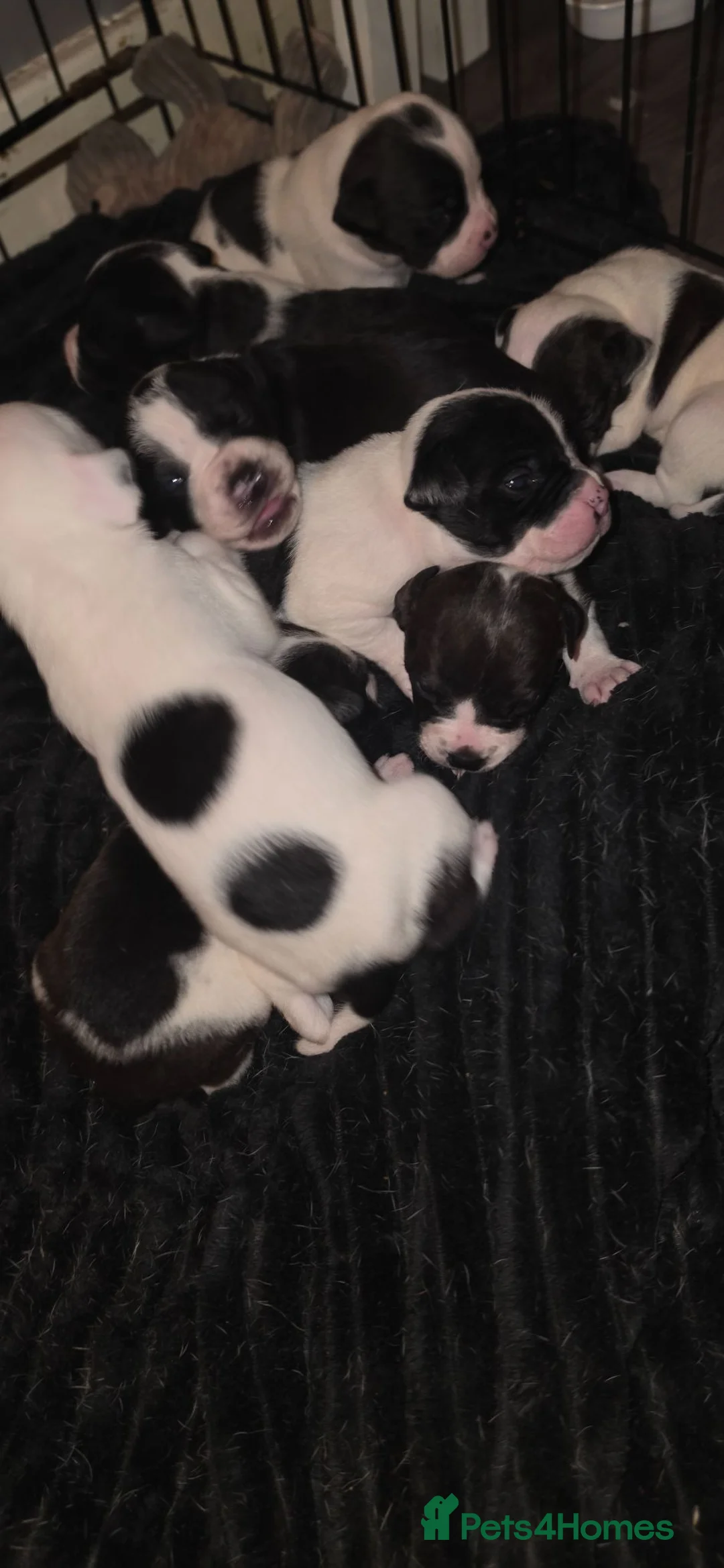 Mixed Breed dogs for sale: Beautiful puppies 🐶  - Advert 38